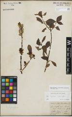 Foto von Salix myrsinifolia Salisb. x Salix phylicifolia L.